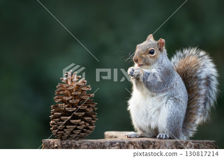 Grey squirrel eating nut on a tree stump with a pine cone 130817214