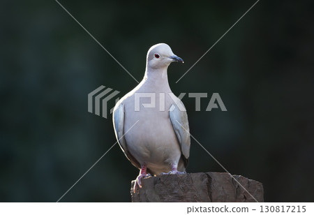 Eurasian collared dove perched on a tree stump Eurasian collared dove perched on a tree stump 130817215