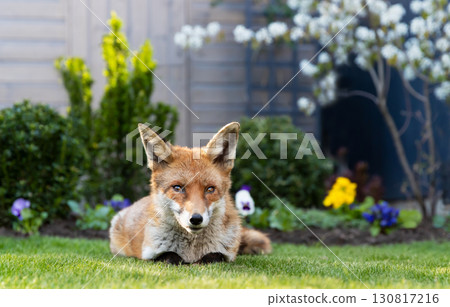 Portrait of a red fox lying on green grass in a garden, framed by vibrant spring flowers 130817216