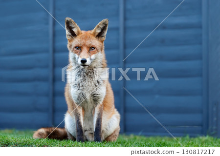 Portrait of a cute red fox sitting calmly on green grass in a garden Portrait of a cute red fox sitting calmly on green grass in a garden 130817217