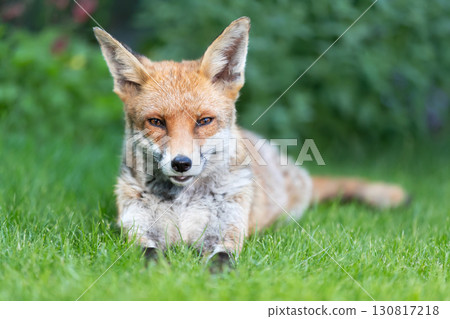 Portrait of a cute red fox lying calmly on a green grass 130817218