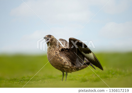 Great skua with wings spread calling on coastal grassland 130817219