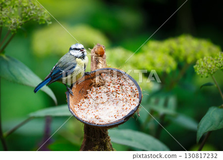 Blue tit juvenile feeding from suet filled coconut bird feeder in a garden 130817232