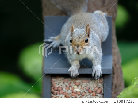 Portrait of a grey squirrel standing on a squirrel feeder 130817233