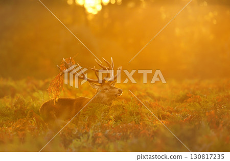 Majestic red deer stag with bracken on antlers at sunrise during the rut in autumn 130817235