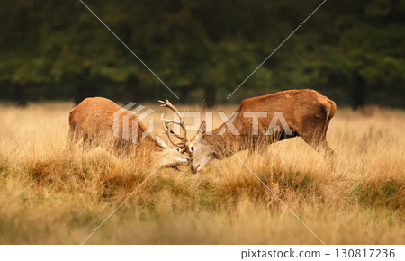 Two young red deer stags locking antlers in a fight during the rutting season in autumn 130817236