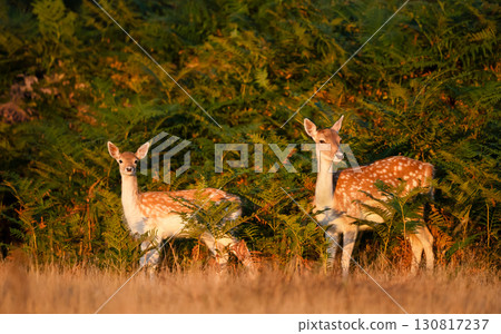 Close-up of two young fallow deer standing in a meadow 130817237