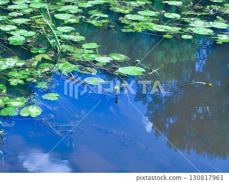 Water in a blue pond with green lily leaves. Water in a blue pond with green lily leaves. 130817961