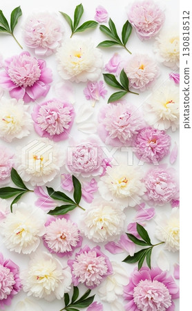 Abundant Pink and White Peonies in Full Bloom 130818512