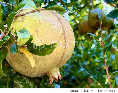 Ripe pomegranates hanging on a tree. Fruit garden, pomegranate trees. Ripe pomegranates hanging on a tree. Fruit garden, pomegranate trees. 130818684