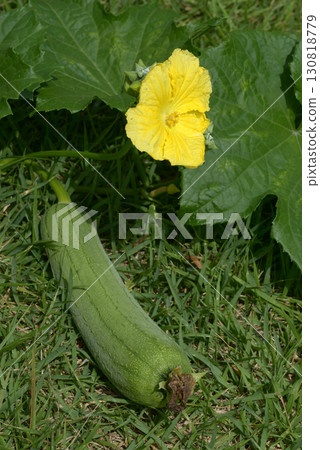 Loofah and flowers Loofah and flowers 130818779