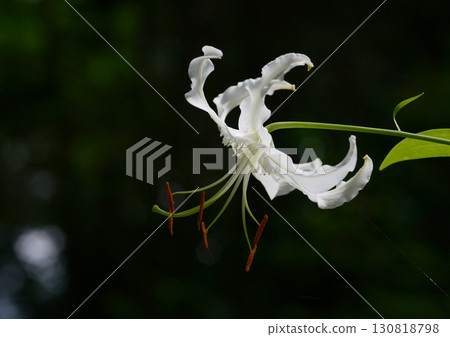 白夫人百合 130818798