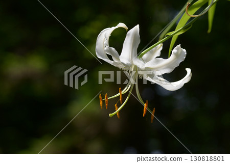 White lady lily 130818801