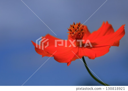 薰衣草宇宙在藍天的襯托下閃閃發光 130818921