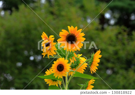 Landscape with summer flowers 130818922