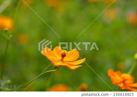 Vivid orange cosmos 130818923