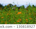 A single cosmos blooming in a cosmos field 130818927