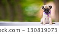 Cute fawn pug puppy sits on the background of nature in a lilac collar, empty space of the banner. Concept of veterinary medicine, pet care and advertising. 130819073