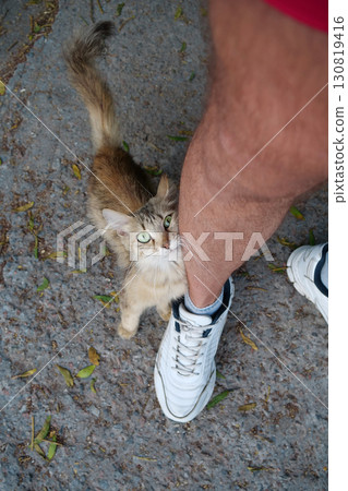 Cat with long whiskers and beautiful eyes climbed on mans feet 130819416