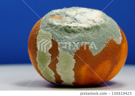 Overripe and rotten mandarin. Rotten tangerine covered with mold 130819425