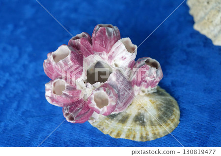 Shells and other marine animals Shells and other marine animals 130819477