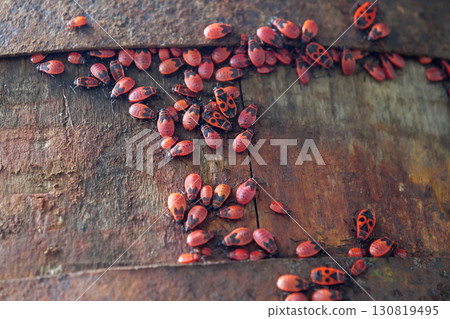 Firebugs, Pyrrhocoris apterus, is a common insect of family Pyrrhocoridae Firebugs, Pyrrhocoris apterus, is a common insect of family Pyrrhocoridae 130819495
