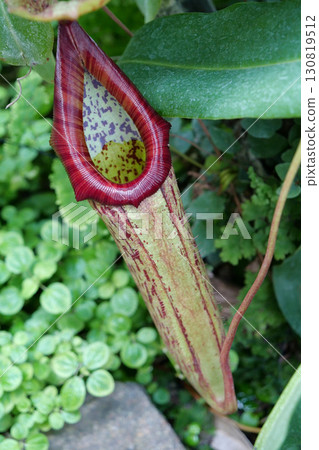 Nepenthes - carnivorous plant, tropical pitcher plant or monkey cup Nepenthes - carnivorous plant, tropical pitcher plant or monkey cup 130819512
