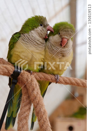 Speaking parrot. One parrot says something in the ear of another parrot Speaking parrot. One parrot says something in the ear of another parrot 130819513