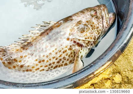 Freshly caught, spotted grouper lies in a water-filled basin, its scales glistening, ready for sale at a seaside market, symbolizing ocean-to-table freshness and the livelihood of coastal fishing Freshly caught, spotted grouper lies in a water-filled basin, its scales glistening, ready for sale at a seaside market, symbolizing ocean-to-table freshness and the livelihood of coastal fishing 130819660