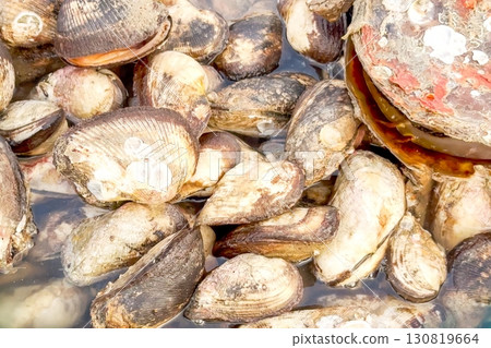 Abalone shells cluster tightly in heap, fresh catch glistening with seawater, ready for culinary enthusiasts to purchase and savor, epitomizing rustic charm and natural bounty of the ocean's gifts Abalone shells cluster tightly in heap, fresh catch glistening with seawater, ready for culinary enthusiasts to purchase and savor, epitomizing rustic charm and natural bounty of the ocean's gifts 130819664