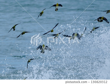 一群綠色的鴿子飛來喝海水。 130820312