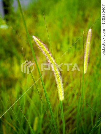 狗尾草 狗尾草 130820407