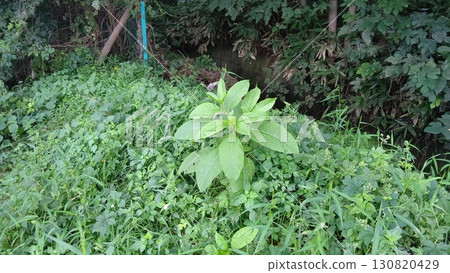 割草前的農田 130820429