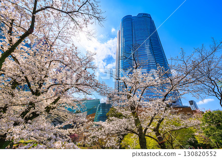 Tokyo, Minato-ku, Roppongi, Mouri Garden cherry blossoms and Roppongi Hills 130820552