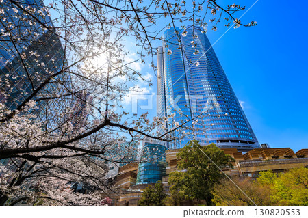 Tokyo, Minato-ku, Roppongi, Mouri Garden cherry blossoms and Roppongi Hills Tokyo, Minato-ku, Roppongi, Mouri Garden cherry blossoms and Roppongi Hills 130820553