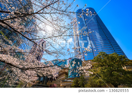 Tokyo, Minato-ku, Roppongi, Mouri Garden cherry blossoms and Roppongi Hills 130820555