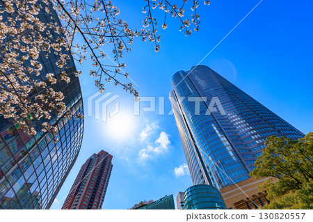 Tokyo, Minato-ku, Roppongi, Mouri Garden cherry blossoms and Roppongi Hills 130820557