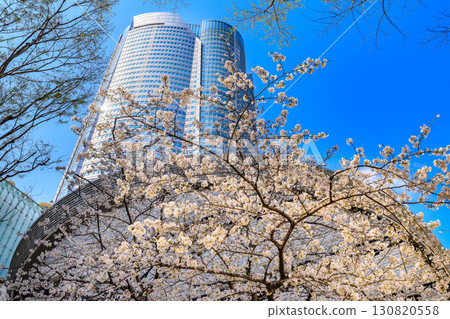 Tokyo, Minato-ku, Roppongi, Mouri Garden cherry blossoms and Roppongi Hills Tokyo, Minato-ku, Roppongi, Mouri Garden cherry blossoms and Roppongi Hills 130820558