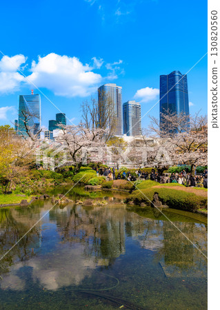 東京港區六本木的毛利花園和麻布台山的櫻花 東京港區六本木的毛利花園和麻布台山的櫻花 130820560