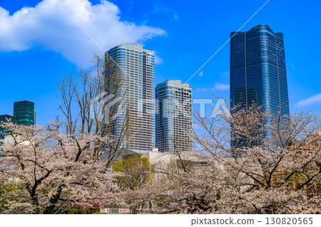 東京港區六本木的毛利花園和麻布台山的櫻花 東京港區六本木的毛利花園和麻布台山的櫻花 130820565