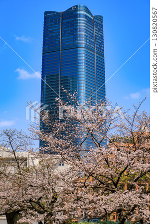 Cherry blossoms at Mori Garden and Azabudai Hills in Roppongi, Minato Ward, Tokyo 130820567