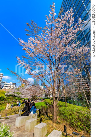 Cherry blossoms at Mori Garden in Roppongi, Minato Ward, Tokyo 130820570