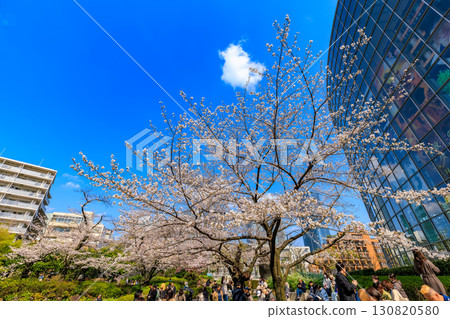 東京港區六本木的毛利花園的櫻花 東京港區六本木的毛利花園的櫻花 130820580