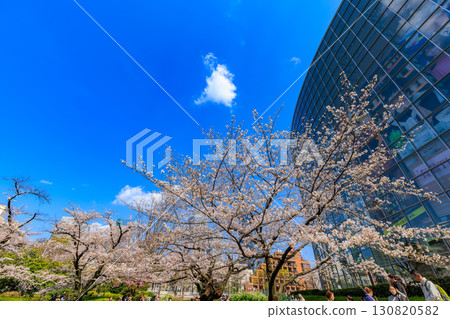 Cherry blossoms at Mori Garden in Roppongi, Minato Ward, Tokyo 130820582