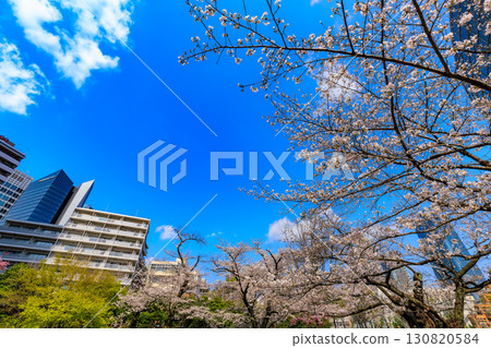 Cherry blossoms at Mori Garden in Roppongi, Minato Ward, Tokyo Cherry blossoms at Mori Garden in Roppongi, Minato Ward, Tokyo 130820584