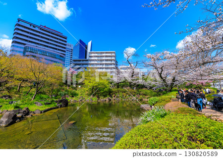 東京港區六本木的毛利花園的櫻花 東京港區六本木的毛利花園的櫻花 130820589