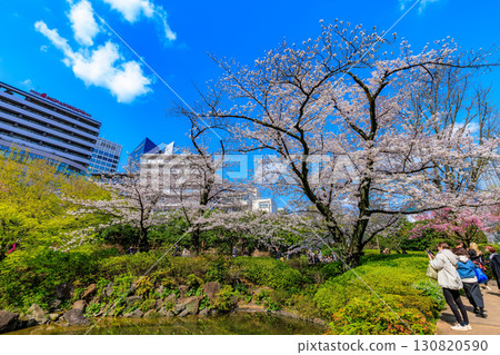 Cherry blossoms at Mori Garden in Roppongi, Minato Ward, Tokyo Cherry blossoms at Mori Garden in Roppongi, Minato Ward, Tokyo 130820590