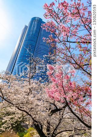 Tokyo, Minato-ku, Roppongi, Mouri Garden cherry blossoms and Roppongi Hills Tokyo, Minato-ku, Roppongi, Mouri Garden cherry blossoms and Roppongi Hills 130820593