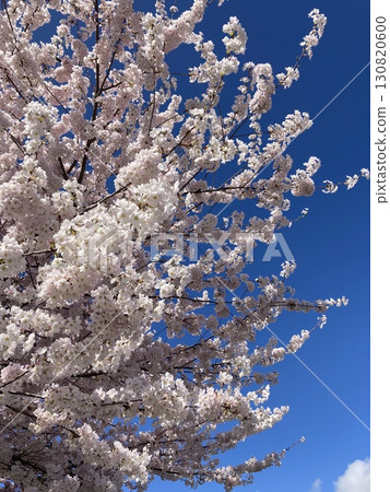 藍天和櫻花 130820600