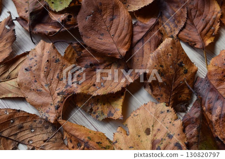 落葉秋天圖片背景素材 落葉秋天圖片背景素材 130820797
